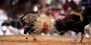 Đá Gà Cược Tiền Win68 - Trải Nghiệm Cược Trong Giới Giải Trí