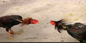 Đá Gà Tre Bl555 - Loại Hình Hợp Thời, Chơi Mãi Không Chán